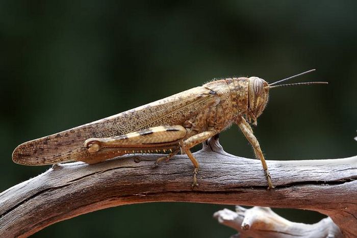 Єгипетська кобилка (лат. Anacridium aegyptium)