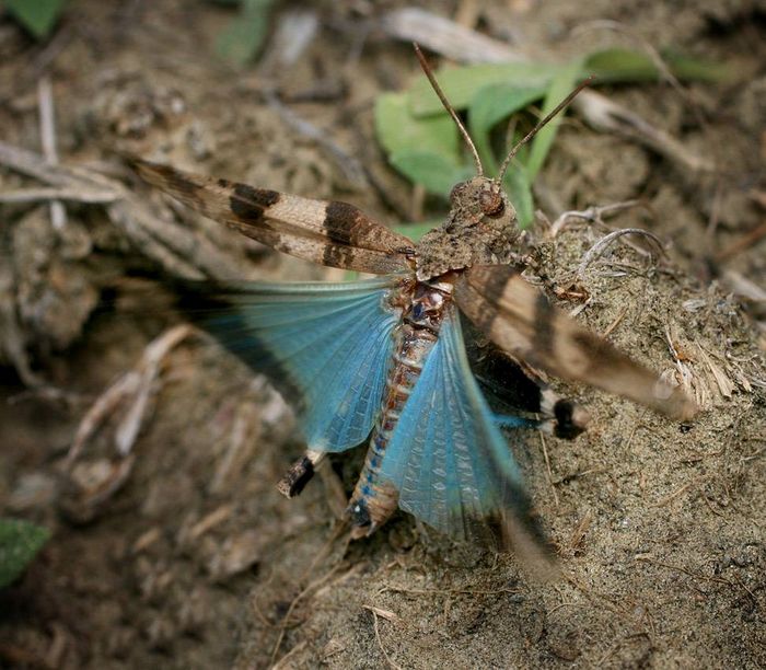 Голубокрилая кобилка (лат. Oedipoda caerulescens)