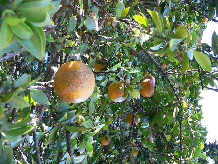 Помаранча (бігарадія, кинотто) фото (лат. Citrus aurantium)