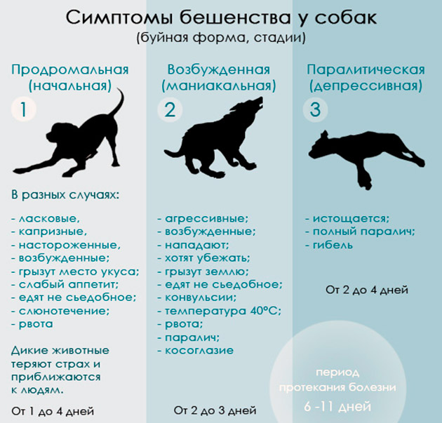 Сказ у собаки протікає в три стадії