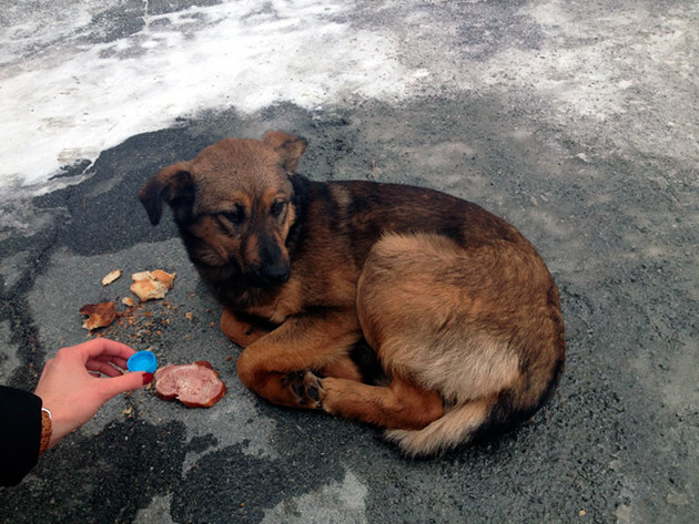 Одним з ознакою сказу у собаки, є відмова від води і їжі