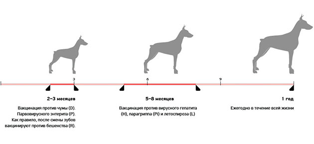 Схема вакцинації може скласти лікар ветеринар, так як вона формується від місце проживання цуценя і особливостей породи