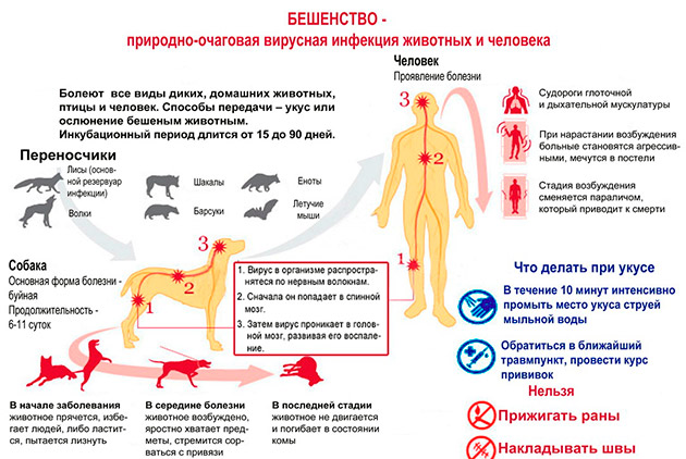 Сказ є смертельно-небезпечної захворюванням, кожен власник собаки повинен пам'ятати про це