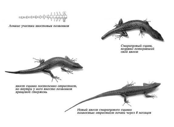 Як ящірка відкидає хвіст