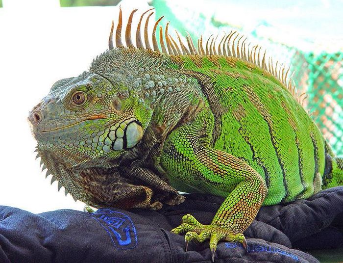 Звичайна (зелена) ігуана Iguana iguana