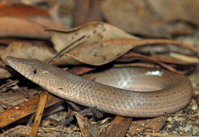 Чешуєног (змієподібна ящірка) Pygopodidae