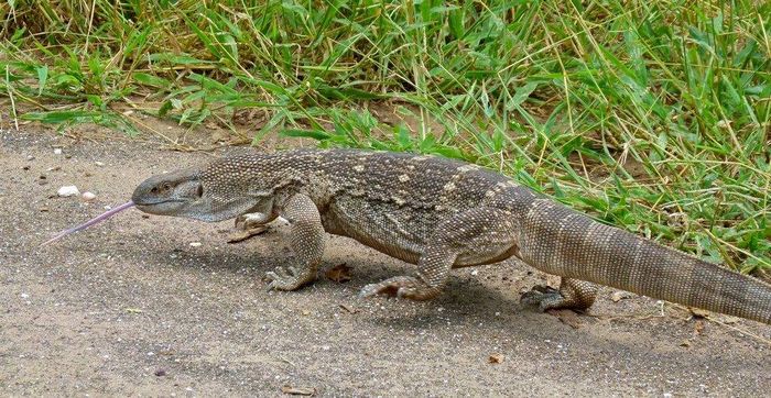 Варан Varanus albigularis