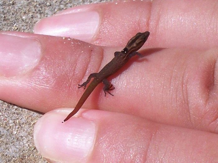 Харагуанскій сферо (Sphaerodactylus ariasae) - найменша ящірка в світі