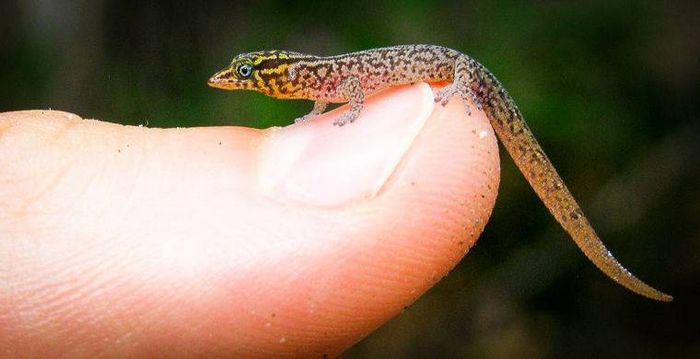 Віргінський круглопалий гекон (Sphaerodactylus parthenopion)