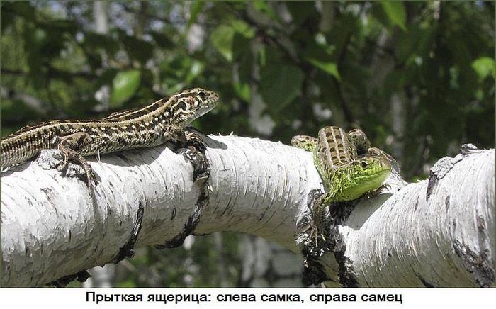 Прудка ящірка фото (Lacerta agilis)