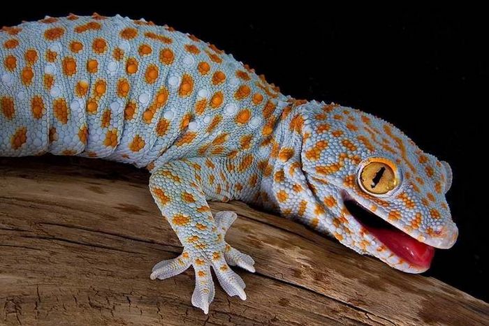 Гекон Токи Gekko gecko