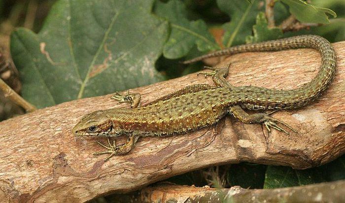 Ящірка живородна (Lacerta vivipara, або Zootoca vivipara)