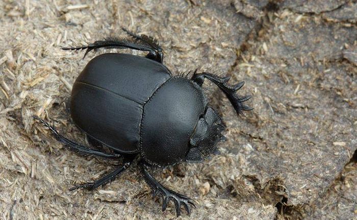 Скарабей священний (лат. Scarabaeus sacer)