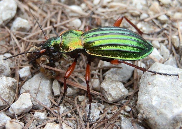 Жужелиця золотиста (лат. Carabus auratus)