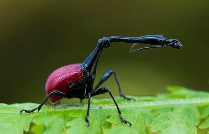 Голова жука трубковерта Trachelophorus giraffa