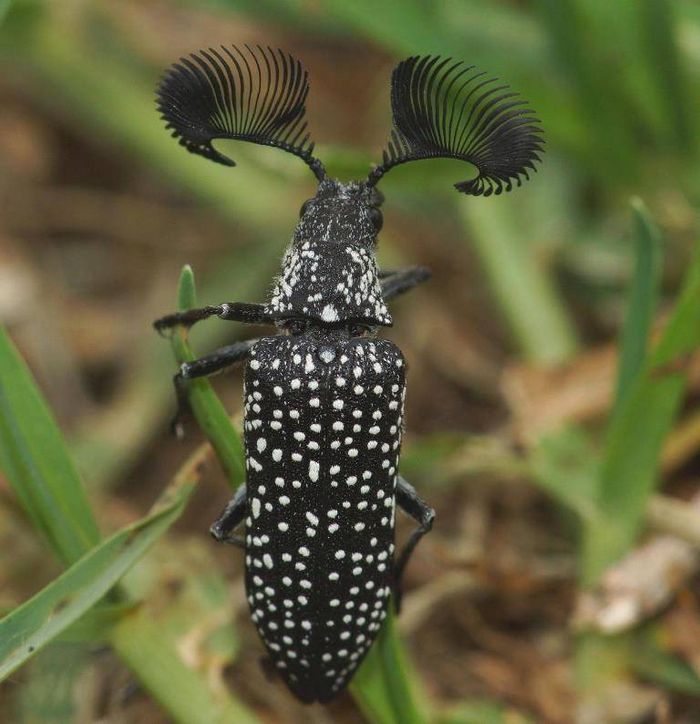 Жук-веероус Rhipicera femorata фото