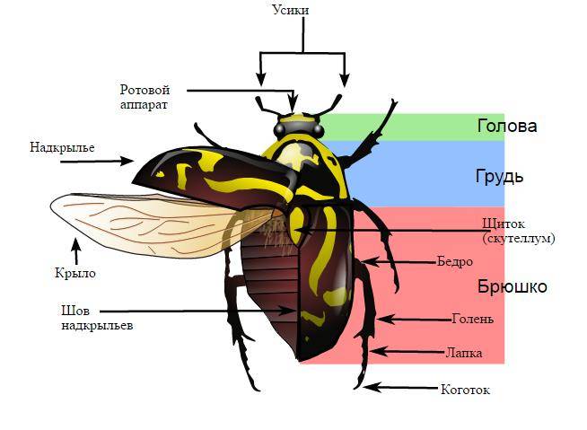 Будова жука фото