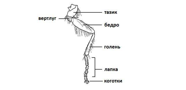 Будова лапки жука