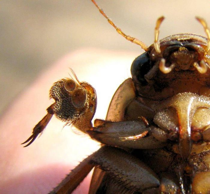 Лапка облямованого плавунца (лат Dytiscus marginalis)