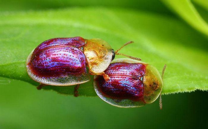 Жук Cassida azurea