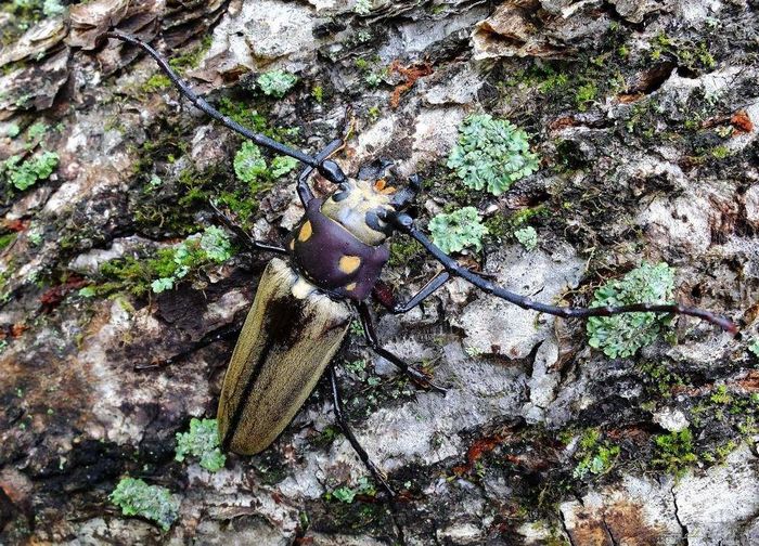 Реліктовий дроворуб (реліктовий вусань) (лат. Callipogon relictus)