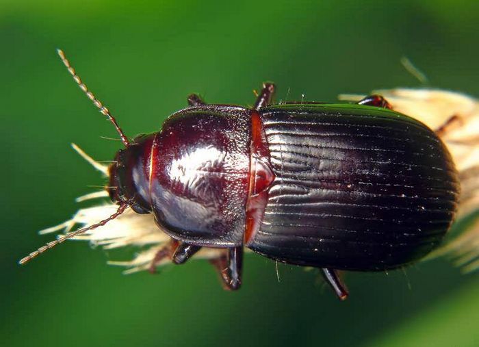 Жужелиця хлібна, горбатий Пеунов (лат. Zabrus gibbus, Zabrus tenebrioides)