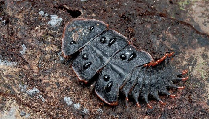 Личинка жука Platerodrilus ruficollis