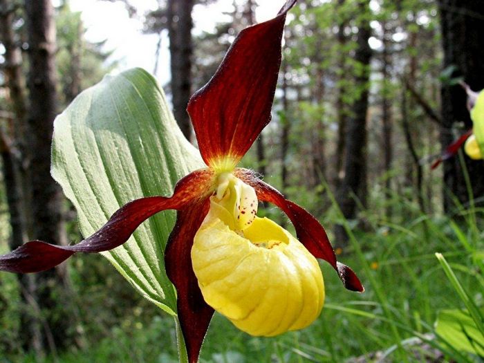 Зозулині черевички (Cypripedium calceolus)