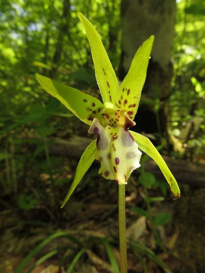 Дактілосталікс (лат. Dactylostalix ringens)