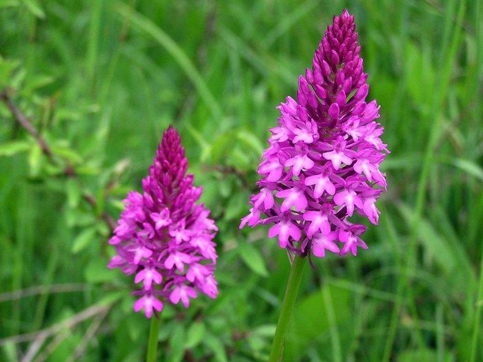 Анакамптіс пірамідальний (лат. Anacamptis pyramidalis)