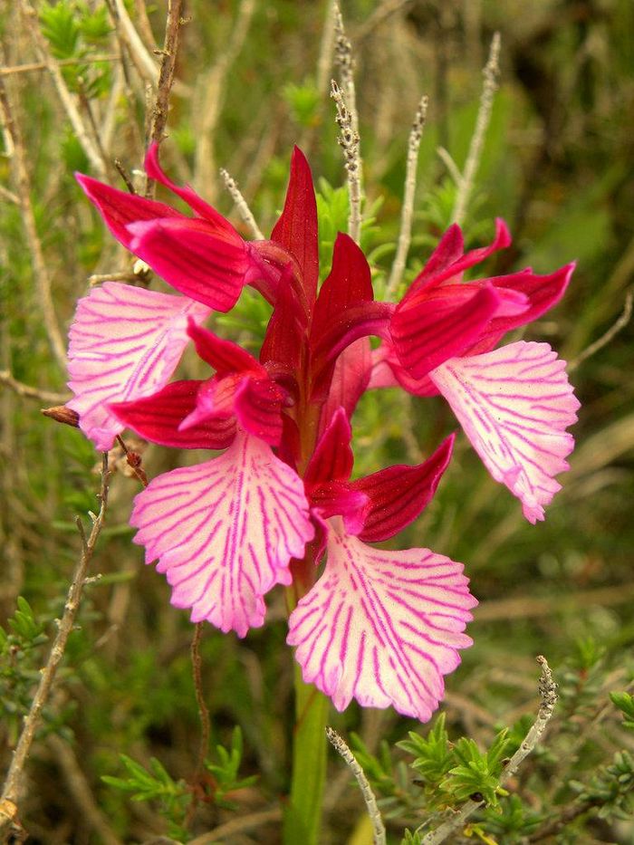 Анакамптіс (лат. Anacamptis papilionacea subsp. Grandiflora)