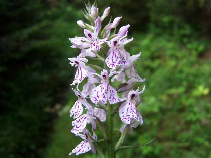 Пальчатокорінник (зозулинець) Фукса (лат. Dactylorhiza fuchsii)