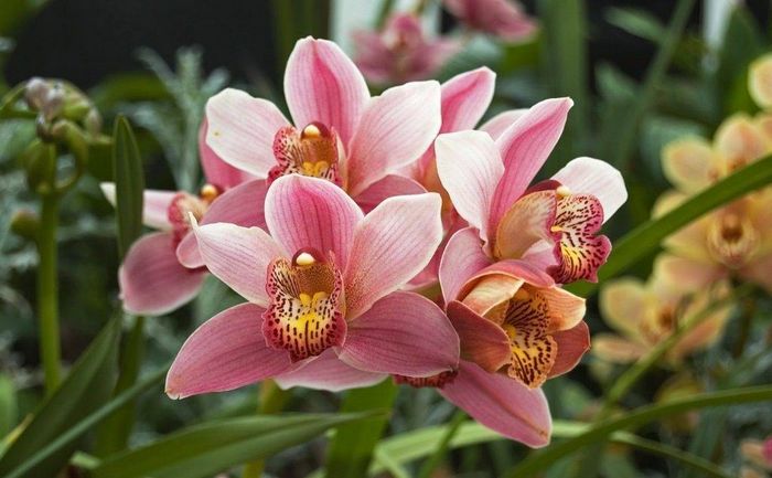 Орхідея Цимбідіум (Cymbidium)