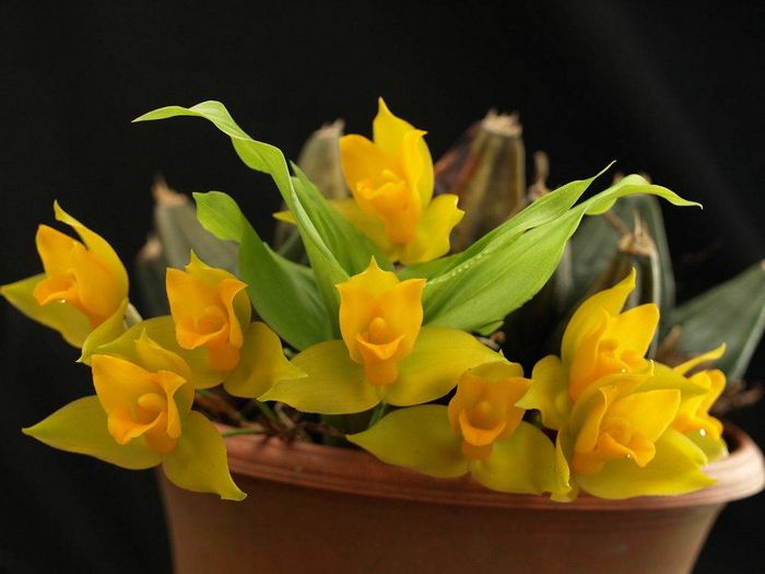 Лікаста запашна «Золота» (Lycaste aromatica)