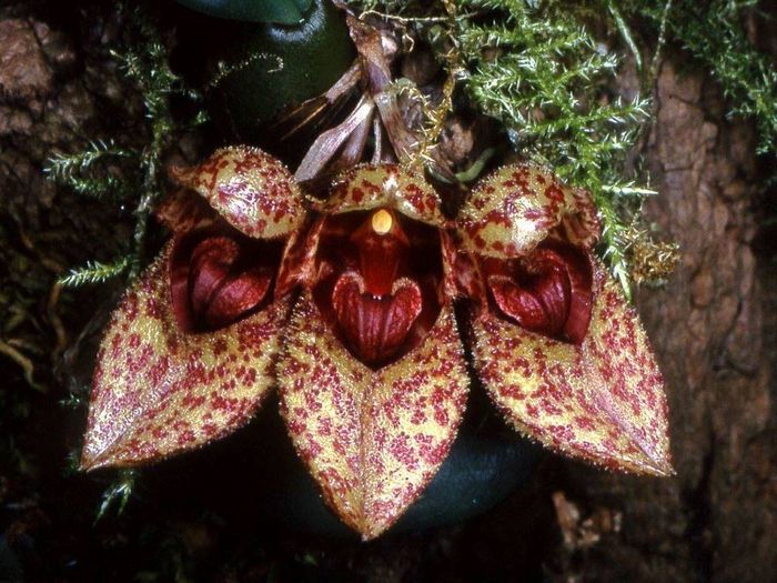 Бульбофіллюм Фрості (лат. Bulbophyllum frostii)