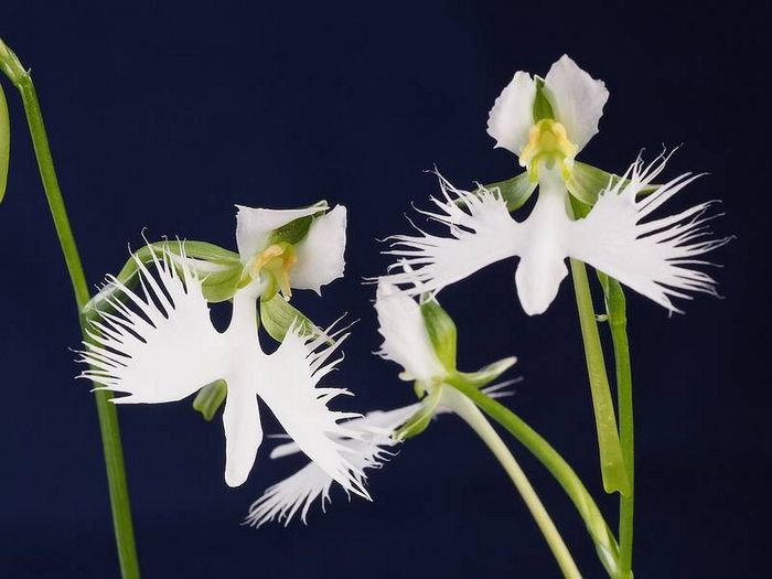 Поводнік променевої (лат. Pecteilis radiata)