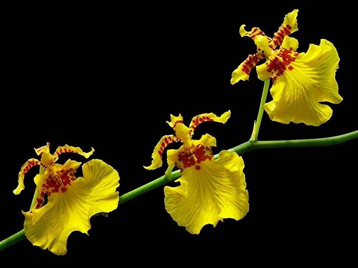 Онцидіум бородавчастий (лат.Oncidium varicosum)