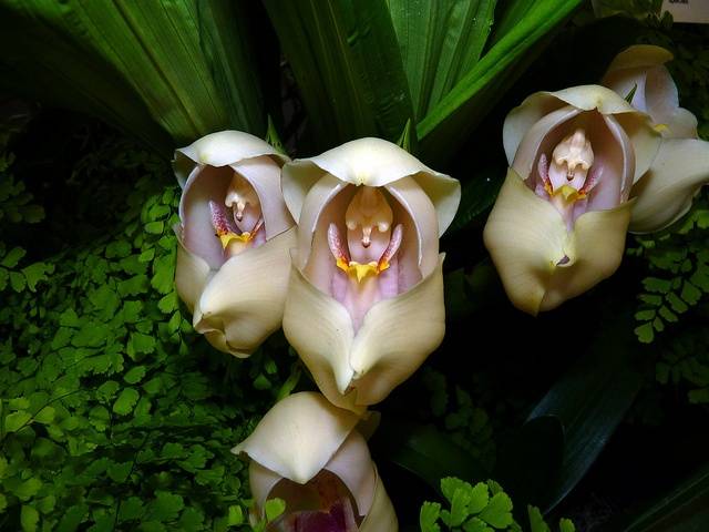 Ангулоя одноцветковая (Anguloa uniflora)