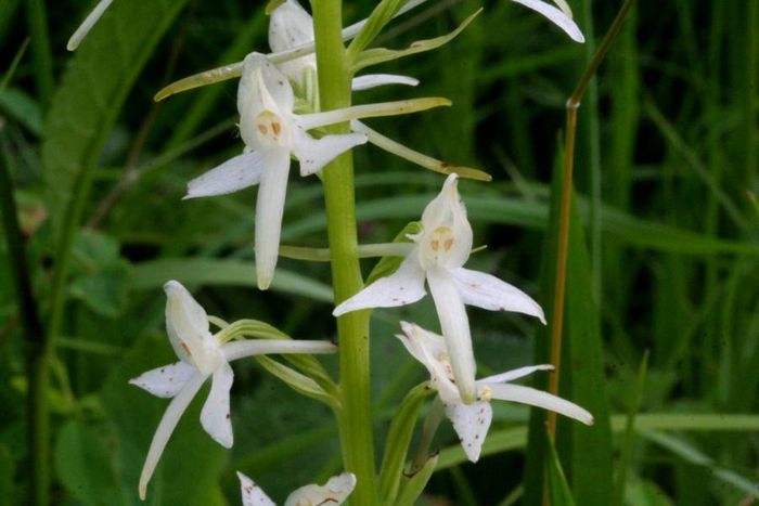 Любка дволиста (лат. Platanthera bifolia)