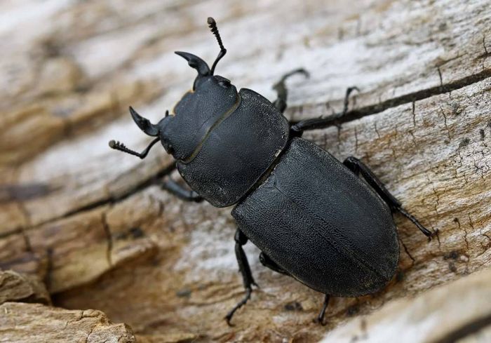 Оленек звичайний Dorcus parallelopipedus (сімейство рогачі)