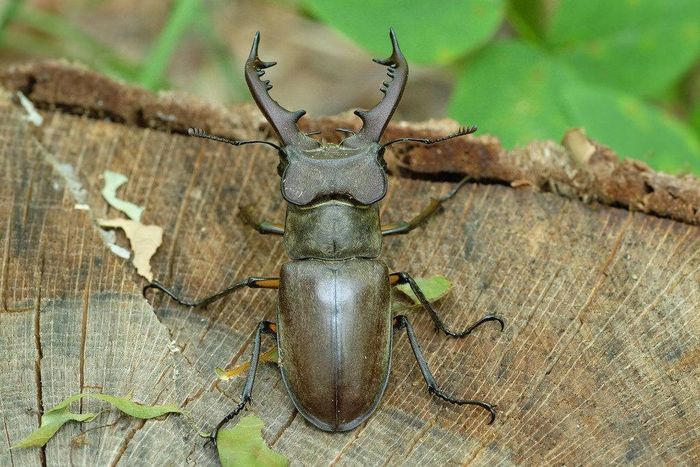 Рогач Дибовського Lucanus dybowskyi (самець)