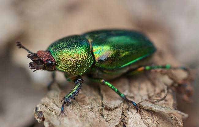 Жук-рогач лапріма золотиста Lamprima aurata (самка)