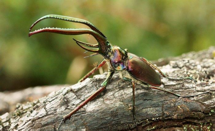 Рогач Гранта Chiasognathus grantii (самець)