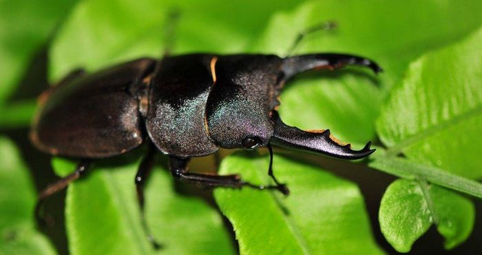 Жук рогач Dorcus Taurus