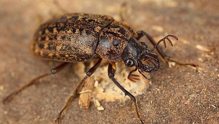 Жук рогач Mitophyllus parrianus мешкає в Новій Зеландії