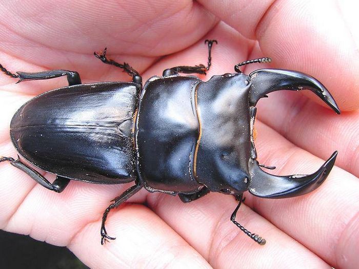 Жук рогач Dorcus hopei