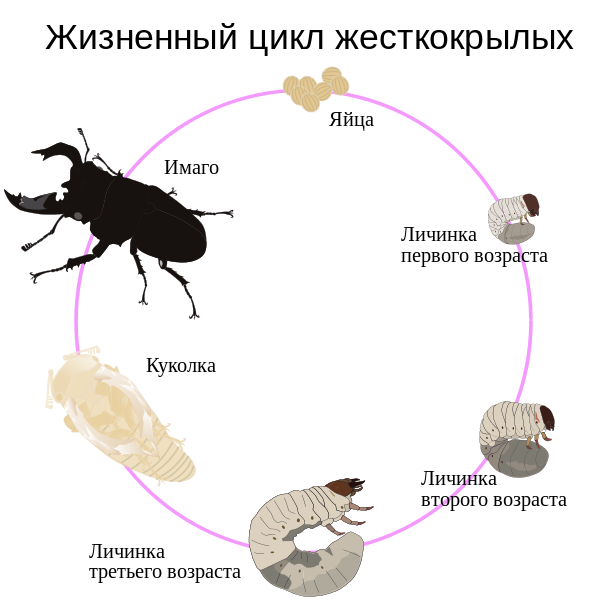Життєвий цикл жуків рогачів