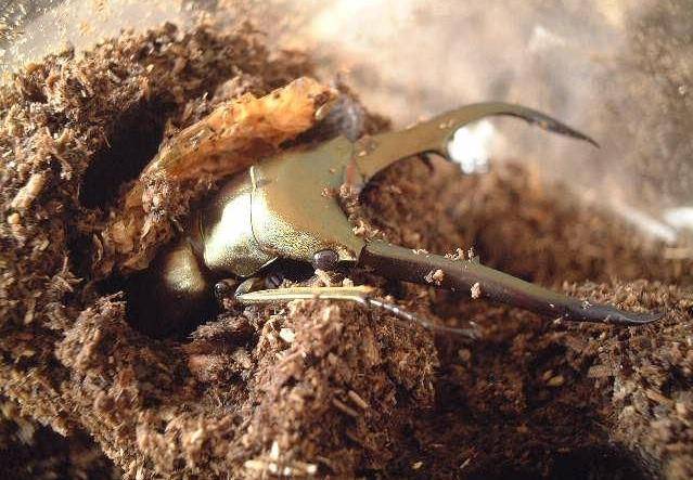 Жук рогач Cyclommatus metallifer вилазить з кокона