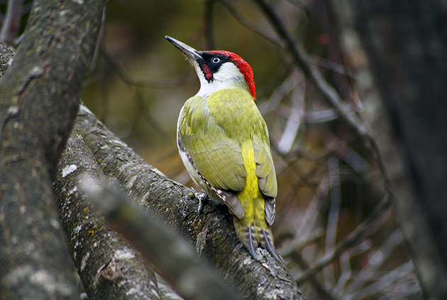 Зелений дятел (Рiсus viridis)