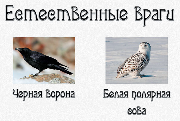 Головним природним ворогом гаги вважають білу полярну сову, а для пташенят - ворону